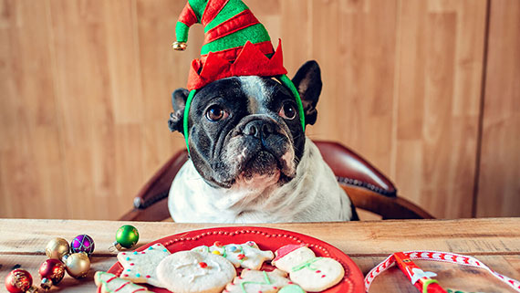 A dog and cat wearing Santa hats eating cookies and drinking milk