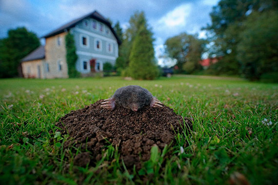 A mole with dirt around it sticking out of hole in the yard of a home