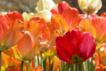 A close-up view of flowers in full bloom