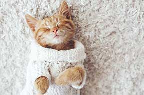 Tabby cat laying on it's back with cream sweater on